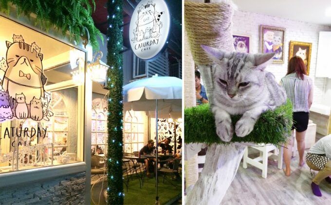 Caturday Cat Café