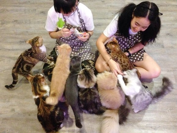 Caturday Cat Café