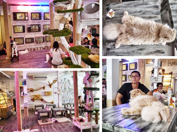 Caturday Cat Café