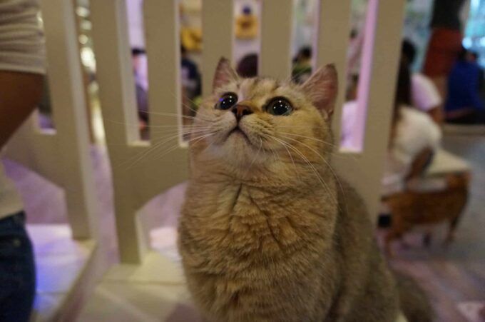 Hedwig - British Shorthair