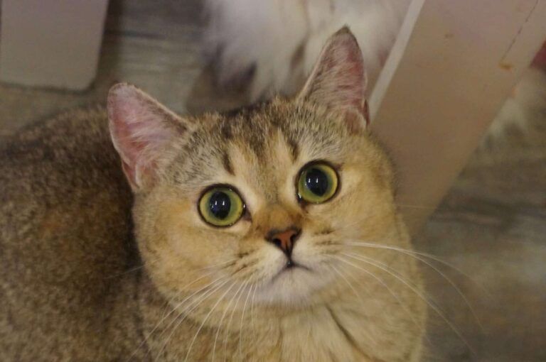 British Shorthair adorable