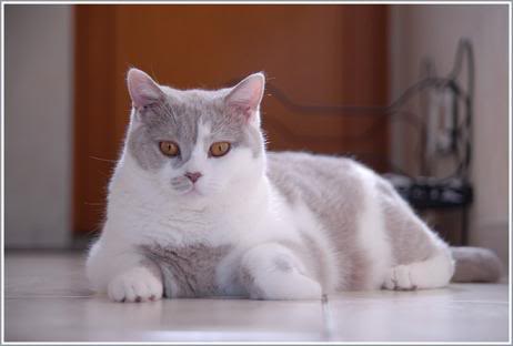Blanc Gris British Shorthair British Shorthair