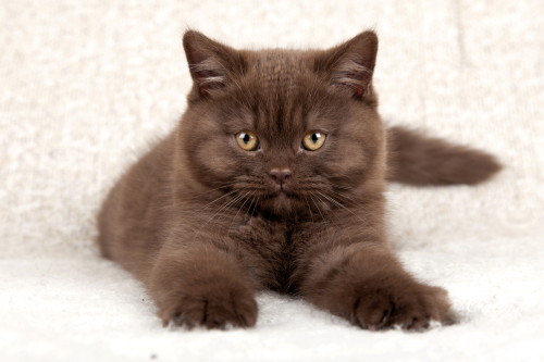 chocolat British Shorthair 2