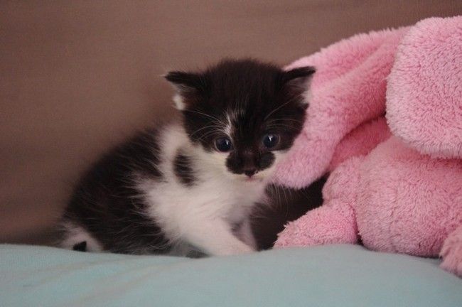 noir et blanc British Shorthair 2