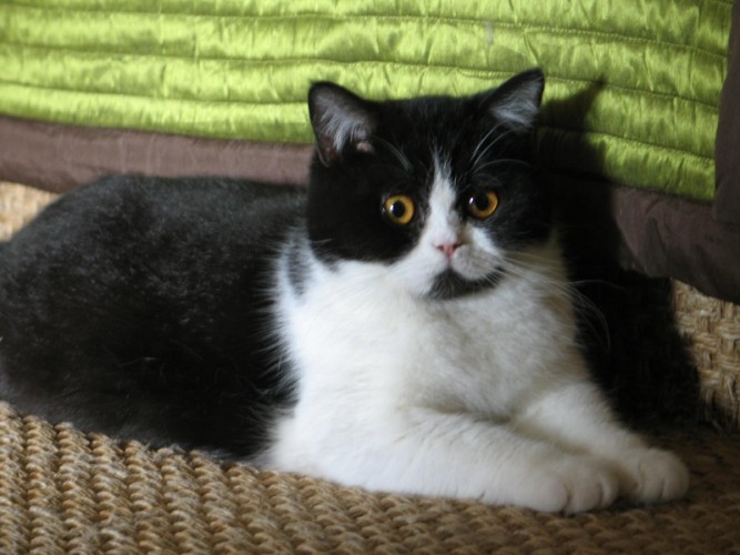 noir et blanc British Shorthair