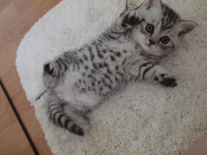 silver spotted tabby British Shorthair 3