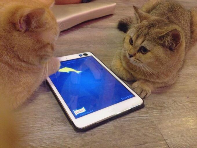 Hedwig et son ami