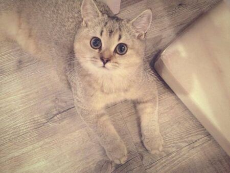 British Shorthair : Hedwig