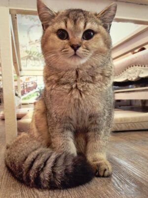 British Shorthair : Hedwig