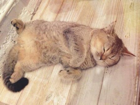 British Shorthair : Hedwig