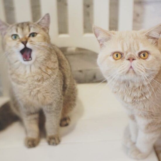 Hedwig et son ami