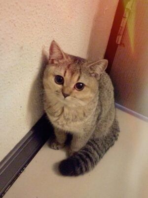 British Shorthair : Hedwig