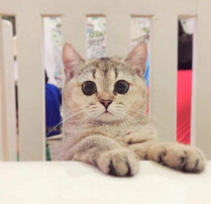 British Shorthair : Hedwig