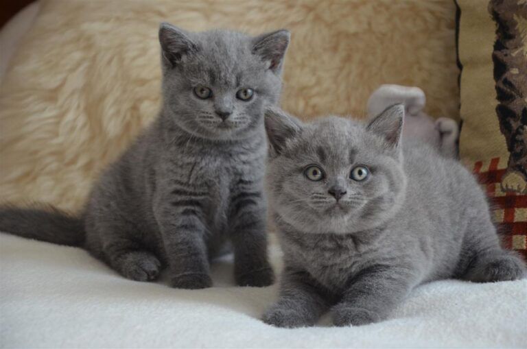 chatons british shorthair