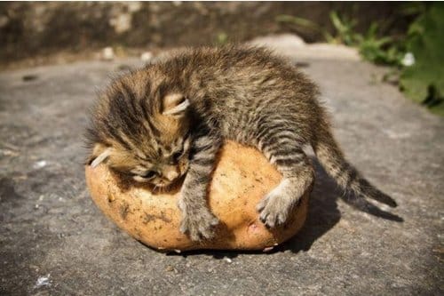 chat et pomme de terre