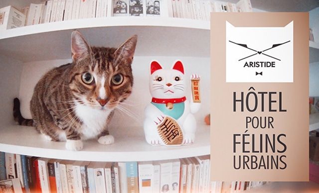 Aristide : l'hôtel pour chat par excellence