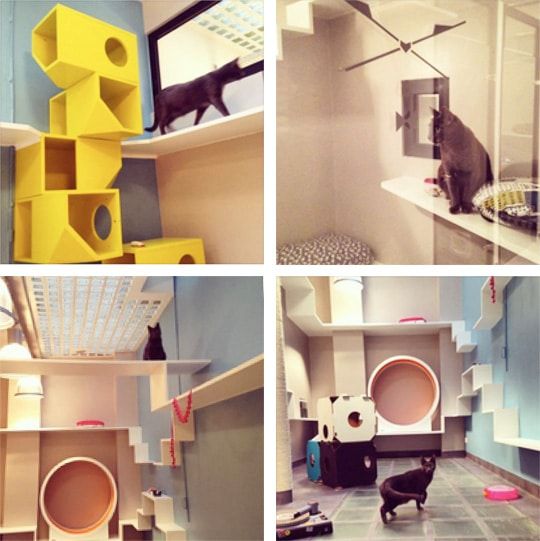 Hotel pour chat à Paris