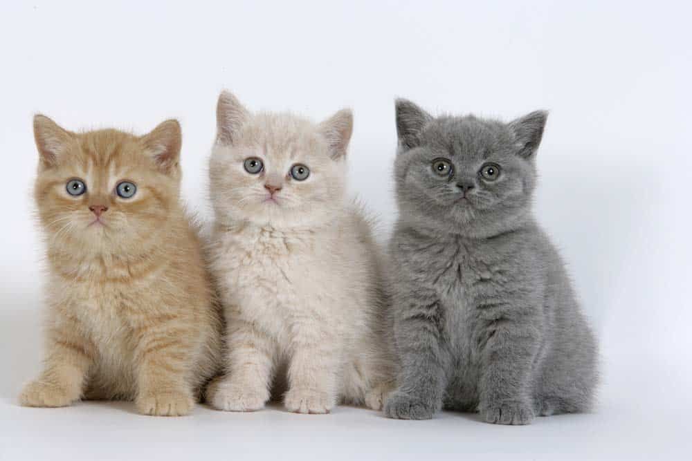 Le Chartreux, un dérivé du British Bishorthair