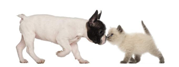 bulldog chiot et british shorthair chaton