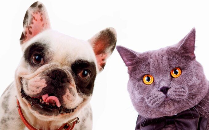 british shorthair et bulldog français