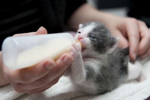 183_chaton_biberon__098696500_1358_30012014