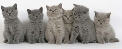 elevage british shorthair