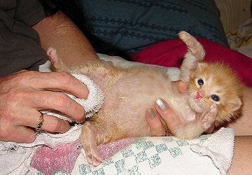 chaton-abandonné-urines