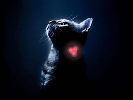 woukiled chat