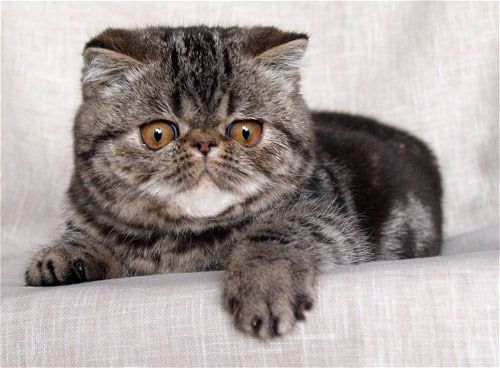 exotic_shorthair1