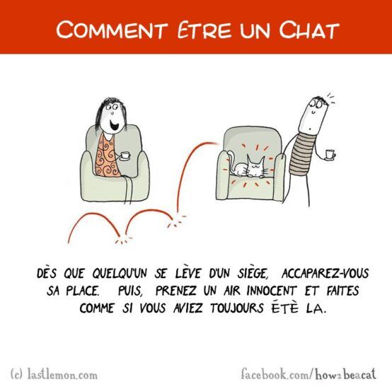 Comment être un chat