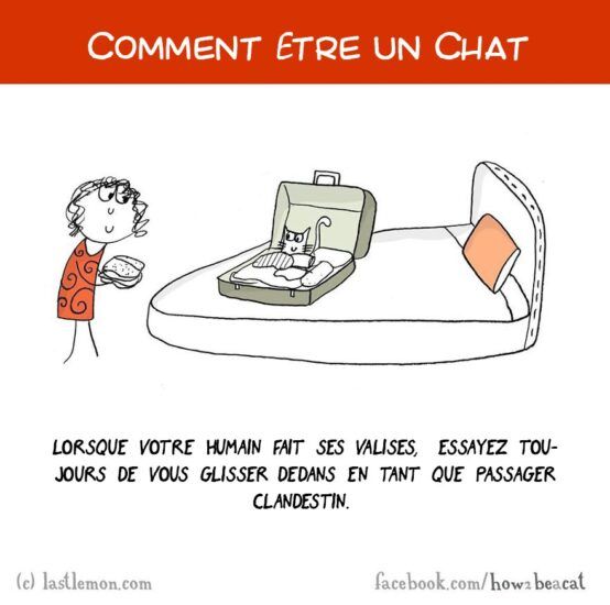 Comment être un chat