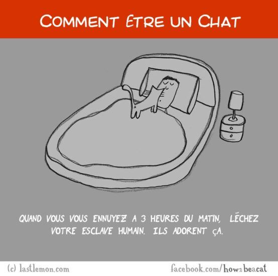 Comment être un chat
