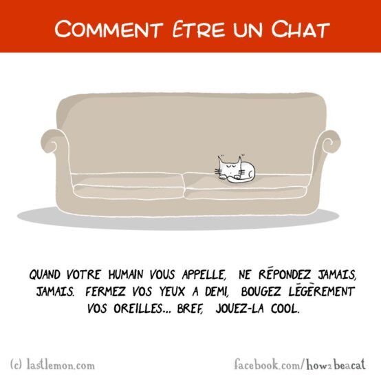 Comment être un chat