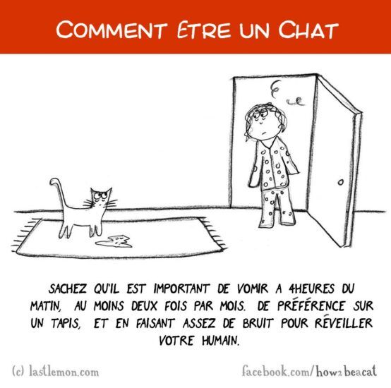 Comment être un chat