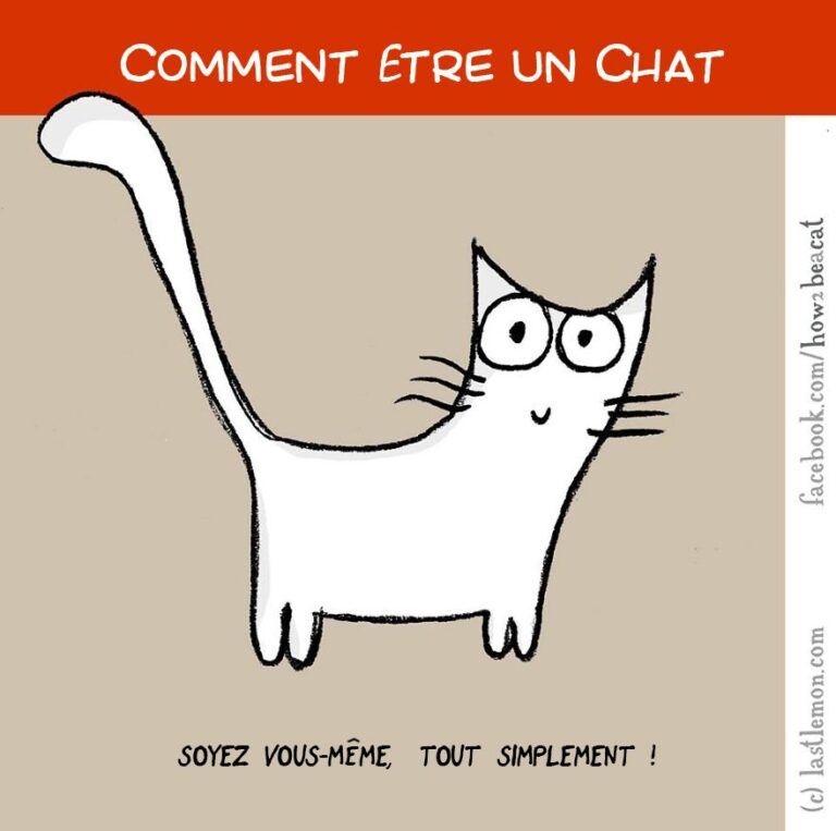 Comment être un chat