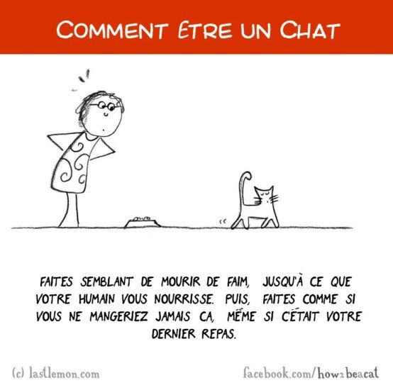 Comment être un chat