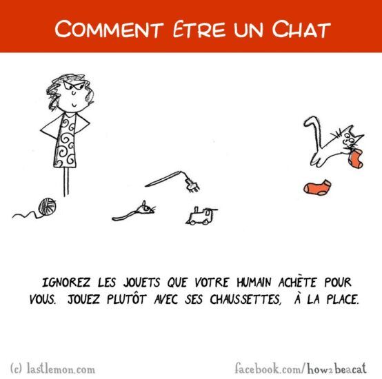 Comment être un chat