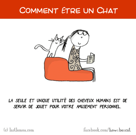 Comment être un chat
