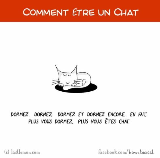 Comment être un chat