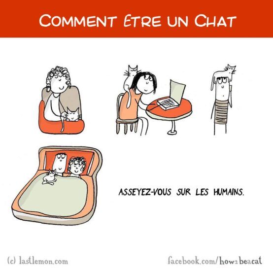 Comment être un chat
