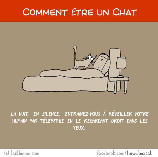 Comment être un chat