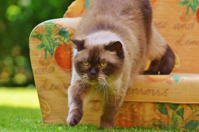 British Shorthair