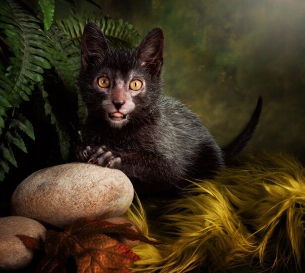 lykoi-kitten-cats-38867231-800-715
