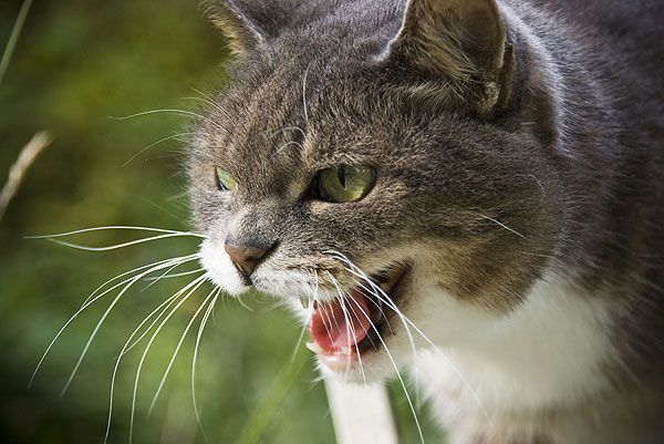 angry-cat-46341493