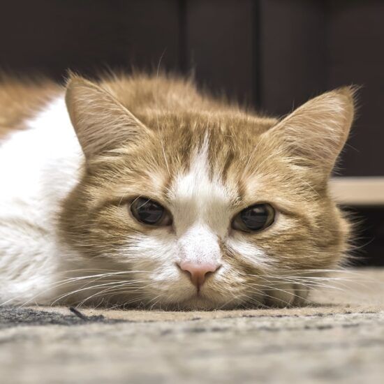 leucemie-feline