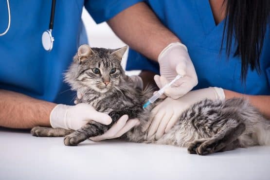 vaccination-chat-chaton-clinique-veterinaire-passages-lauze-masson-boulogne-billancourt-coryza-leucose-feline-rage-555x370