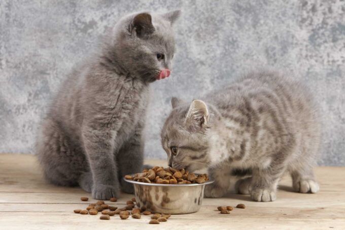 Education du British Shorthair