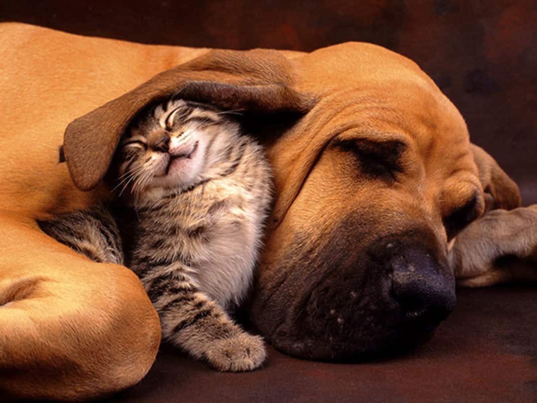animaux compagnie