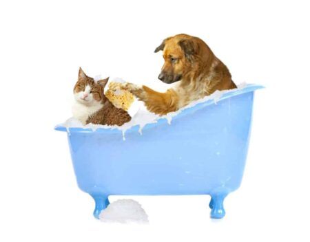 hygiène chien et chat