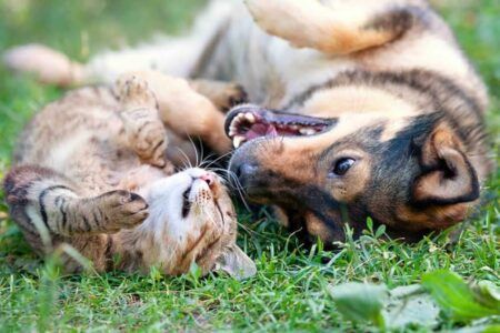 jardin chien et chat